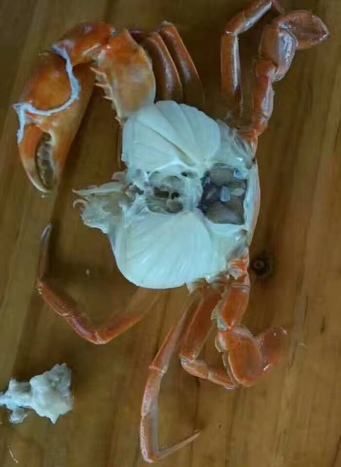 公寓蟹