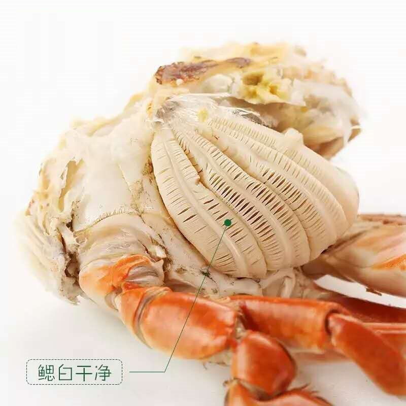 公寓蟹