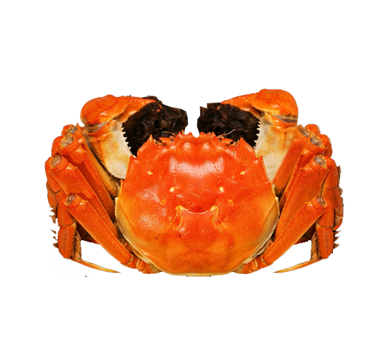 公寓蟹