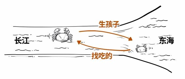 公寓蟹