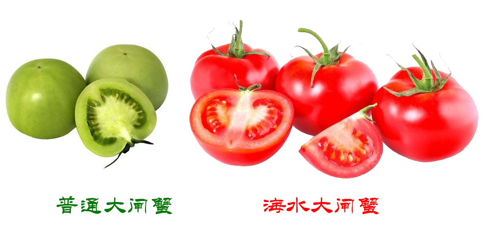 公寓蟹