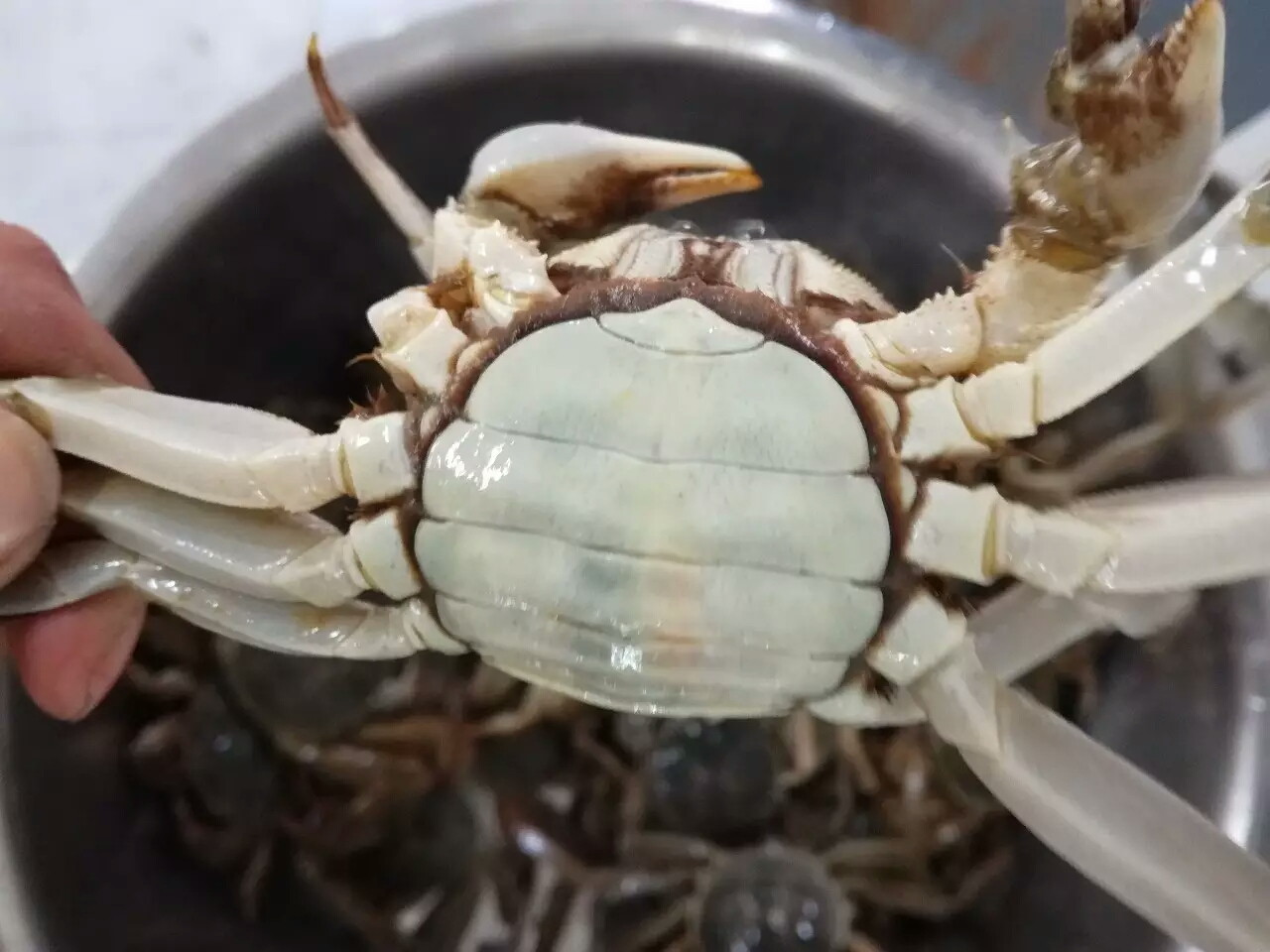 公寓蟹
