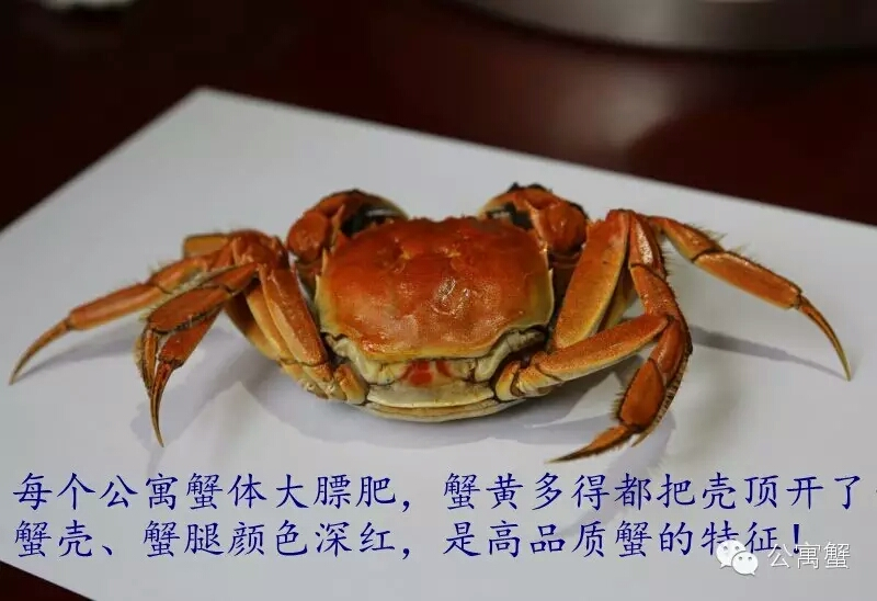 公寓蟹