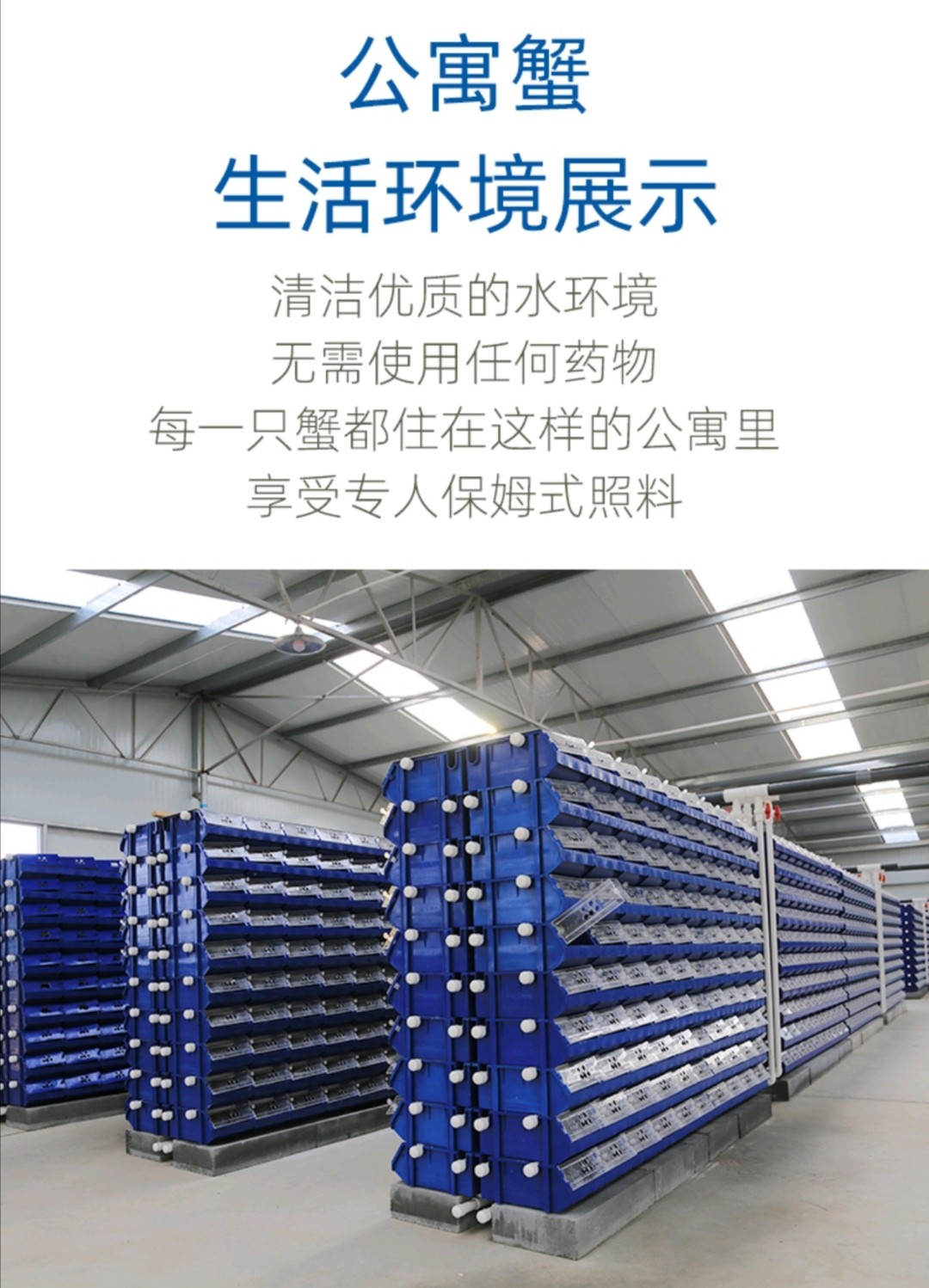 公寓蟹