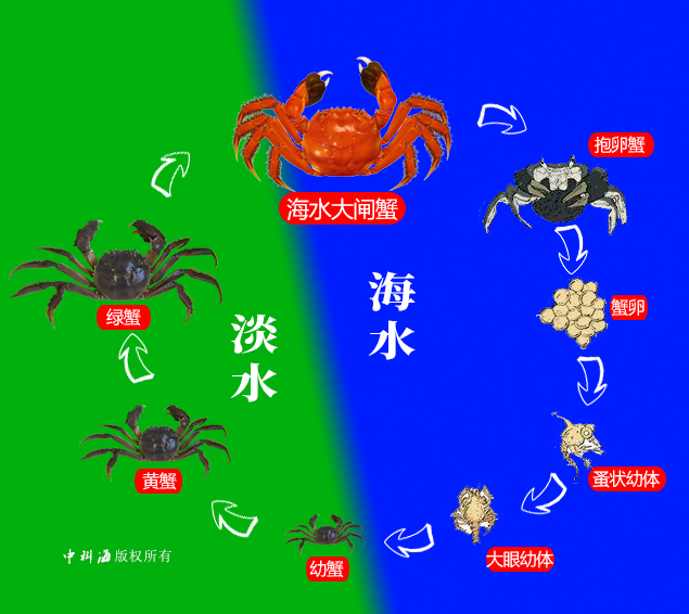 海水大闸蟹的一生.jpg